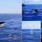 Mirissa Whale Watching-Yala Safari & Galle Fort Night Escape - Who Should Consider This Tour?