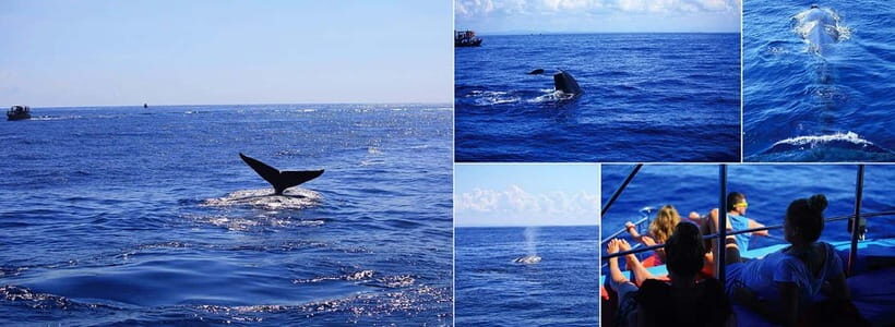 Mirissa Whale Watching-Yala Safari & Galle Fort Night Escape - Who Should Consider This Tour?