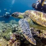 Moalboal Island Hopping (Pescador Island, Sardines and Turtles) - Authentic Insights and Real Experiences