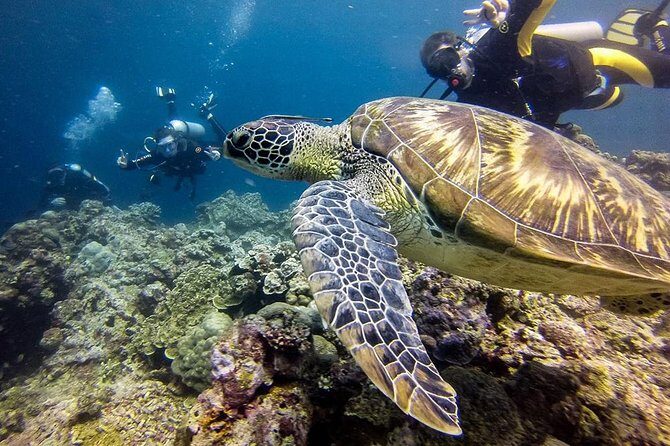 Moalboal Island Hopping (Pescador Island, Sardines and Turtles) - Authentic Insights and Real Experiences