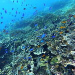 Moalboal Marvels: Island Hopping Paradise, Sardines Run - Key Points