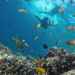 Moalboal: Pescador Island Hopping Adventure and Sardine Run - Who Should Consider This Tour?