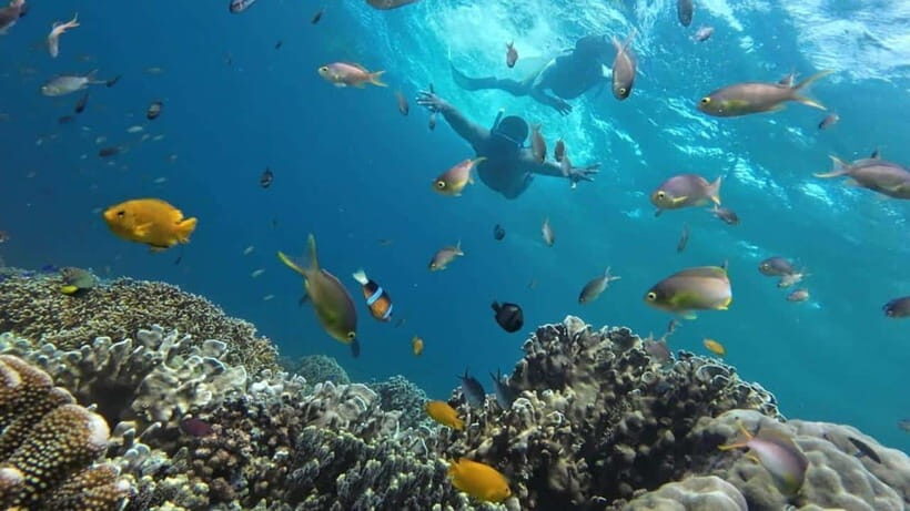 Moalboal: Pescador Island Hopping Adventure and Sardine Run - Who Should Consider This Tour?
