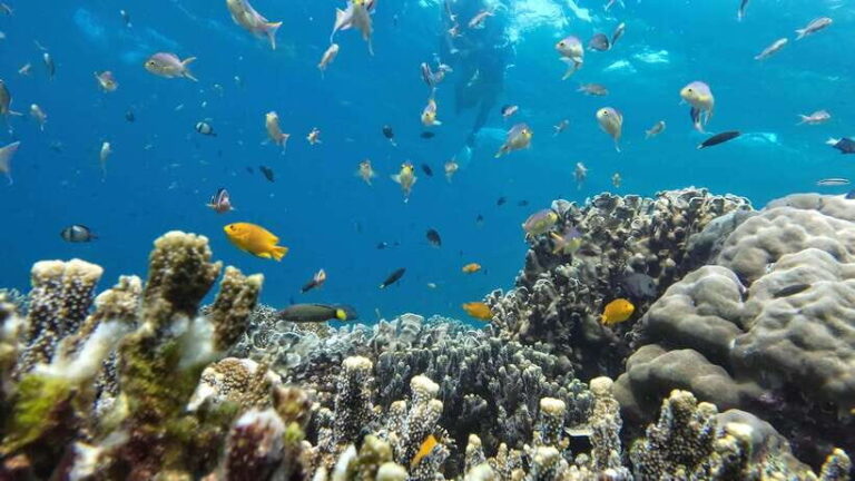 Moalboal: Pescador Island & Mantayupan Falls Adventure! - Why This Tour Is Worth Considering