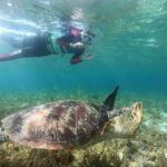 Moalboal: Sardine Run, Turtles and Pescador Island Hopping - Exploring the Marine Wonders of Moalboal