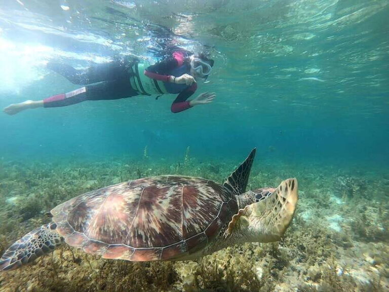 Moalboal: Sardine Run, Turtles and Pescador Island Hopping - Exploring the Marine Wonders of Moalboal