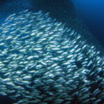 Moalboal Sardines Run Private Tour - Who Would Love This Tour?