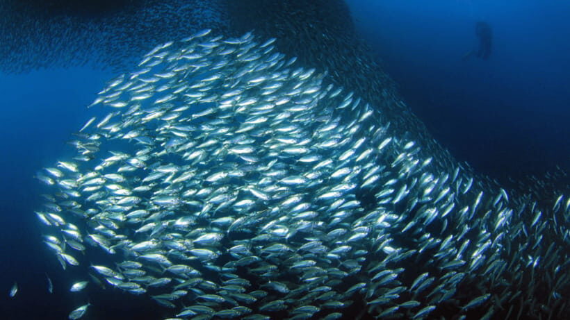 Moalboal Sardines Run Private Tour - Who Would Love This Tour?