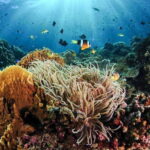 Moalboal: Scuba Diving and Pescador Island Hopping - What Makes This Tour Stand Out