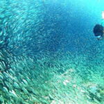 Moalboal Snorkeling, Kawasan Canyoneering with Zipline and Lunch - A Close Look at the Tour Experience