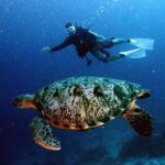 Moalboal with Canyoneering Tour (Shared Tour) - Practical Tips and Considerations