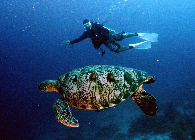 Moalboal with Canyoneering Tour (Shared Tour) - Practical Tips and Considerations