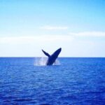 Moanas VIP Waikiki Turtle Snorkeling Experience on Nalu - FAQ