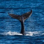 Moanas Waikk Whale Watching Exploration - The Sum Up: Is It Worth It?