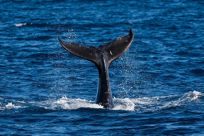 Moanas Waikk Whale Watching Exploration - The Sum Up: Is It Worth It?