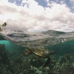 Molokini Crater and South Maui Coast Adventure from Kihei - Practical Details and Tips