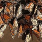 Monarch Butterfly Private Tour (Morelia) - What Travelers Love About This Tour