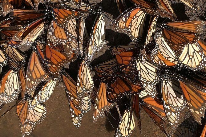 Monarch Butterfly Private Tour (Morelia) - What Travelers Love About This Tour