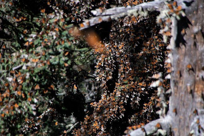 Monarch Butterfly Tour (Departing from Morelia) - Beyond the Main Experience: What You Need to Know