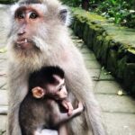 Mongkey Forest , Water Temple , Waterfall and Rice Terraces - Visiting Tirta Empul Water Temple