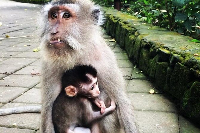 Mongkey Forest , Water Temple , Waterfall and Rice Terraces - Visiting Tirta Empul Water Temple