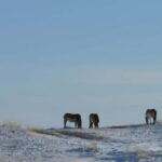 Mongolia: Hustai National Park - Practical Tips for Your Visit