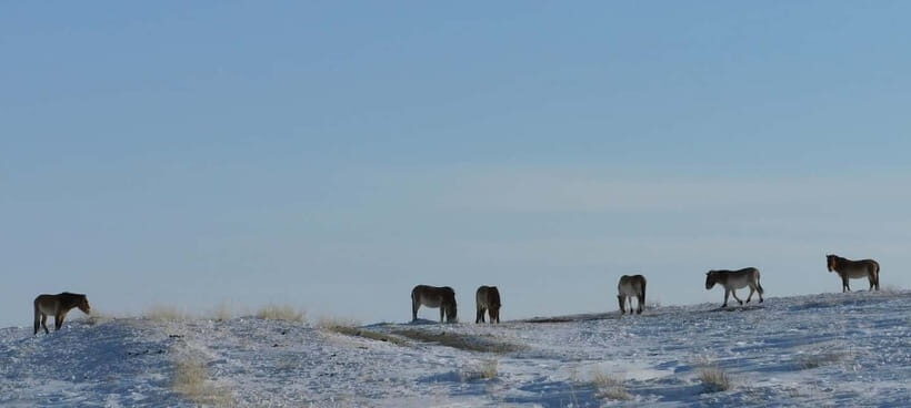 Mongolia: Hustai National Park - Practical Tips for Your Visit