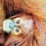 Monkey Business 2 days - 1 night Jungle Trekking (including rafting) - Authentic Experiences Based on Real Reviews