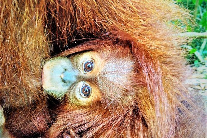 Monkey Business 2 days - 1 night Jungle Trekking (including rafting)