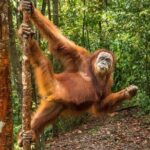 Monkey Business 3 days - 2 nights Jungle trekking (including rafting) - Authentic Encounters and Practical Details