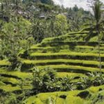 Monkey Forest, Rice Terrace & Water Temple Tour - Tegalalang Rice Terrace: Bali’s Iconic Landscape