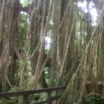 Monkey Forest, Ubud, Waterfall and Rice Terrace - Scenic Rice Terraces and Natural Wonders