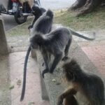 Monkey Hill, Eagle &Firefly Tour+Free Batu Caves Visit. - Why This Tour Offers Real Value