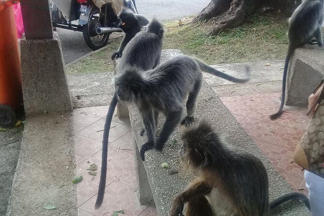 Monkey Hill, Eagle &Firefly Tour+Free Batu Caves Visit. - Why This Tour Offers Real Value