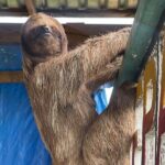 Monkeys and sloths, private tour , and beach - Who Should Consider This Tour?