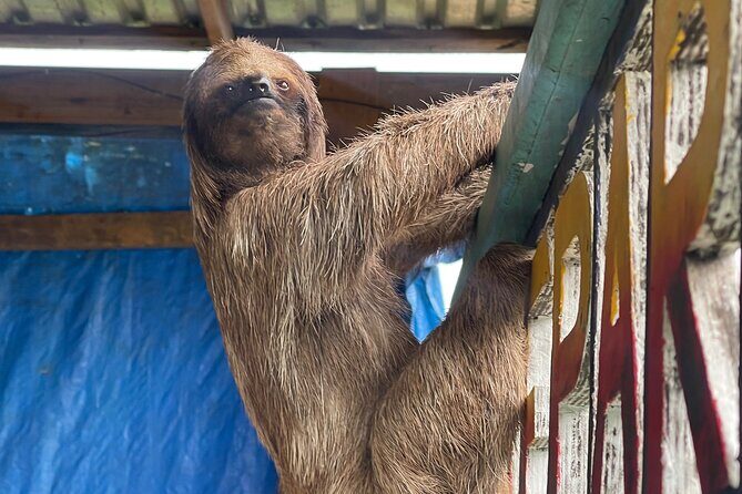 Monkeys and sloths, private tour , and beach - Who Should Consider This Tour?