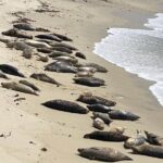 Monterey 17-Mile Drive Electric Bike Guided Tour - FAQ