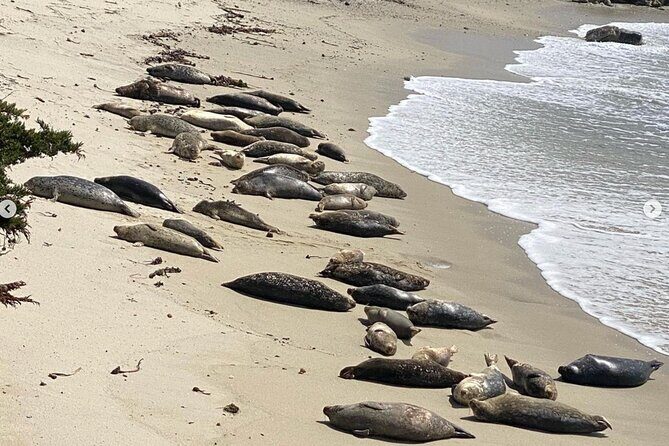 Monterey 17-Mile Drive Electric Bike Guided Tour - FAQ