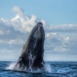 Monterey Bay Whale Watching - Frequently Asked Questions