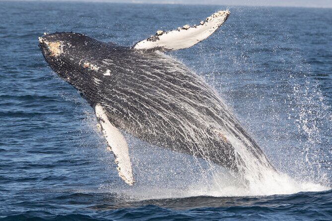Monterey Whale Watching Tour - The Itinerary: What to Expect