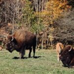 Montreal: Omega Park Canadian Wildlife Safari Adventure - Final Thoughts: Is It Worth It?