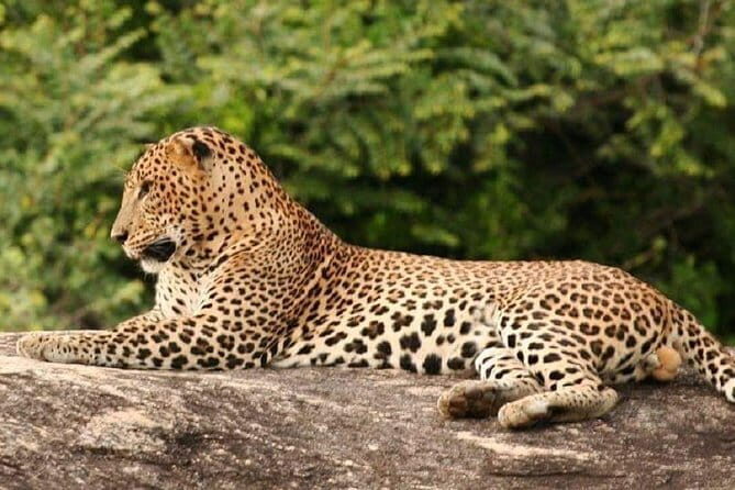 Morning 07 Hour Shared Safari at Yala National Park by Yala La Safari Tours - Frequently Asked Questions