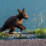 Morning Jasper National Park Wildlife Tour - Final Thoughts: Is It Worth It?
