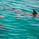 Morning Snorkel & Dolphin Adventure - Who Should Consider This Tour?