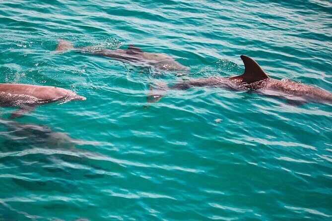 Morning Snorkel & Dolphin Adventure - Who Should Consider This Tour?