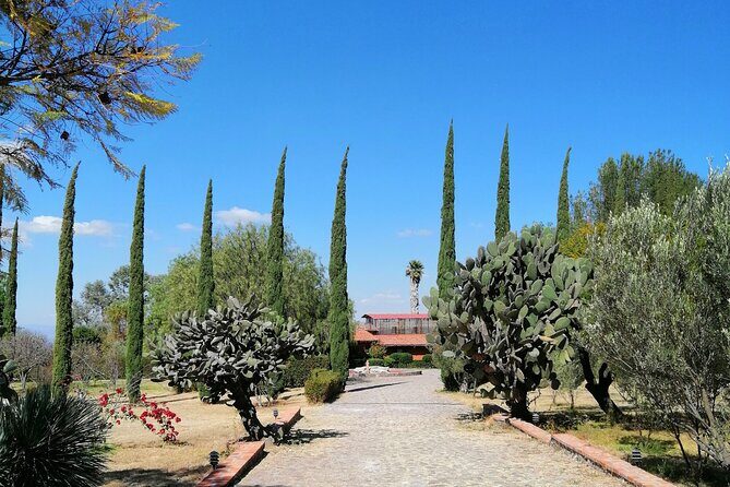 Morning Tour and Olive product tasting - The Real Value of This Tour