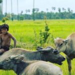 Morning Tour Bamboo Train, Ancient House, Local, Countryside - Exploring the Itinerary in Detail