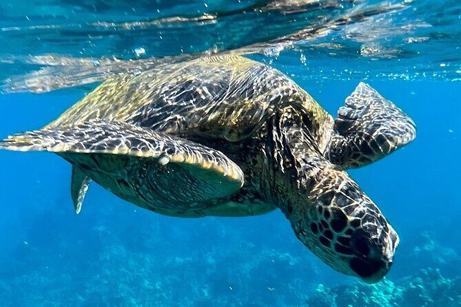 Morning Turtle Town Snorkel at Coral Gardens - The Itinerary: What to Expect