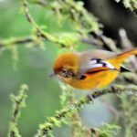 Mount Doi Inthanon Hiking & Bird Watching - Frequently Asked Questions