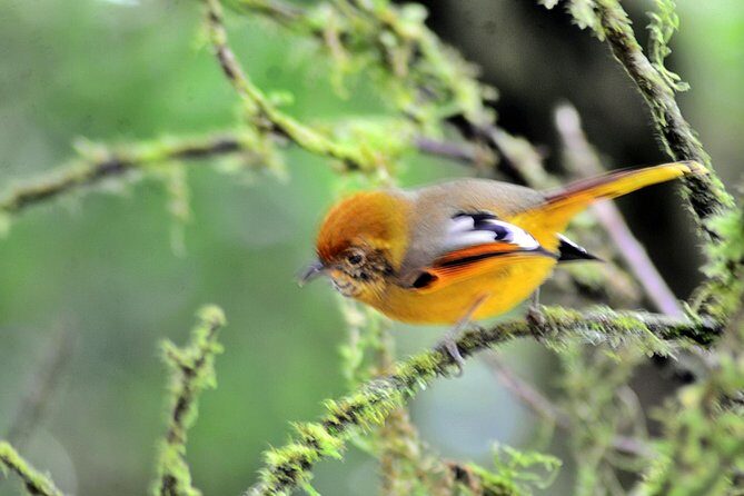 Mount Doi Inthanon Hiking & Bird Watching - Frequently Asked Questions